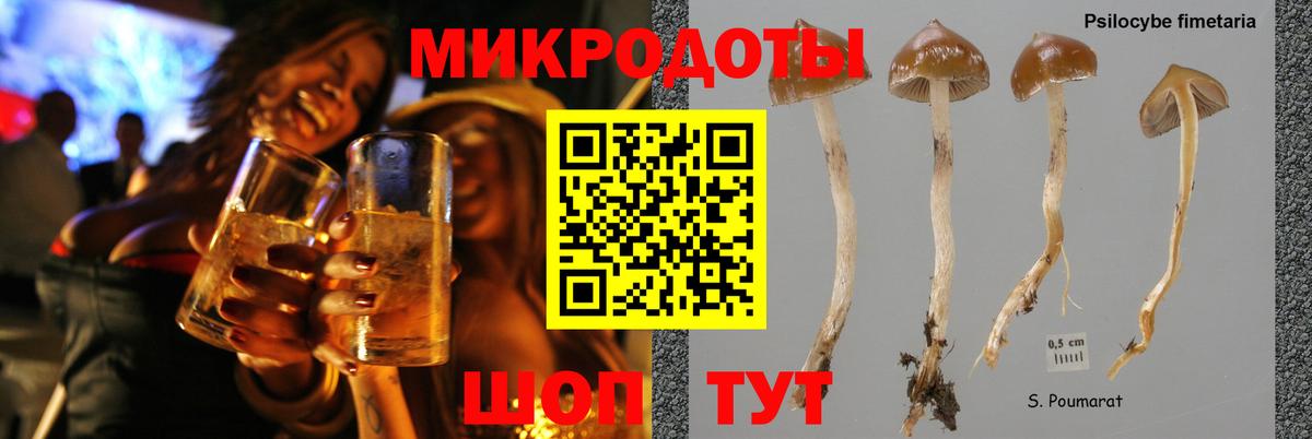 Псилоцибиновые грибы Psilocybine cubensis Ачинск
